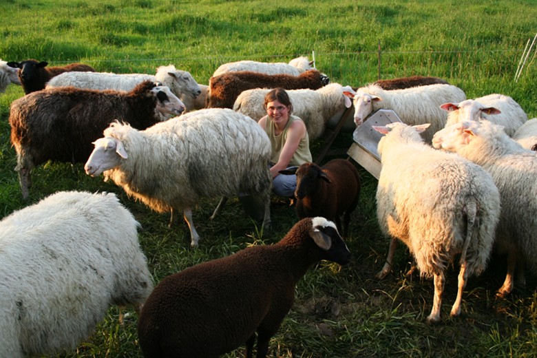 Melken der Schafe auf der Weide