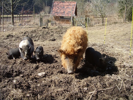 neues Schwein