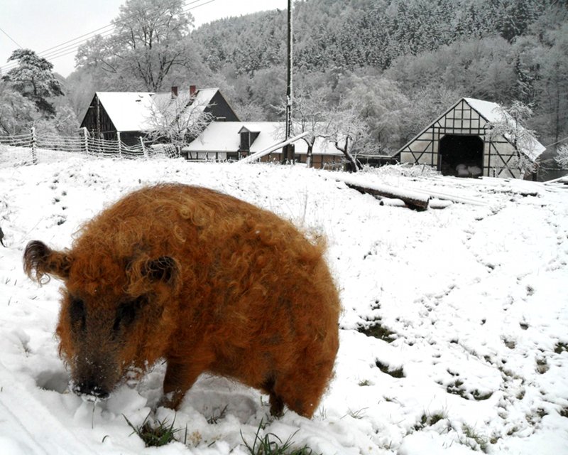 unser wolliges Schwein hat gegen den Schnee eine tolle Farbe