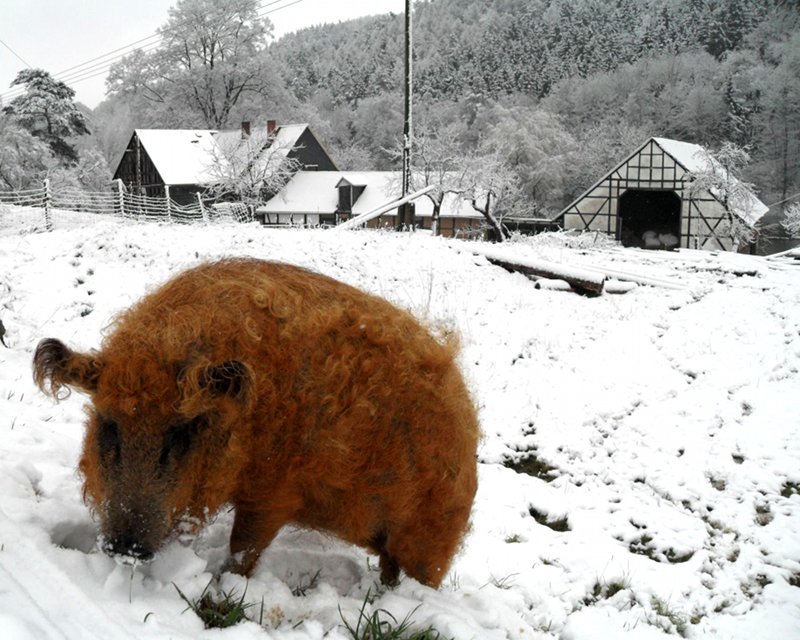 eva-im-winter unser wolliges Schwein hat gegen den Schnee eine tolle Farbe