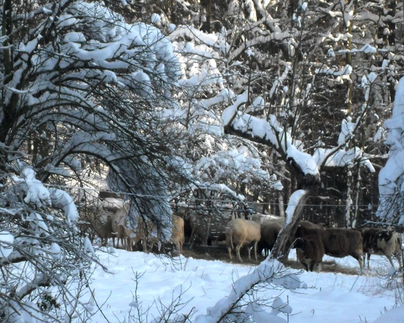 Schafe sind auch im Schnee halbwegs getarnt